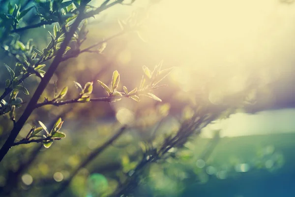 Vue Rapprochée Des Branches Arbres Frais Sur Fond Flou Dans — Photo