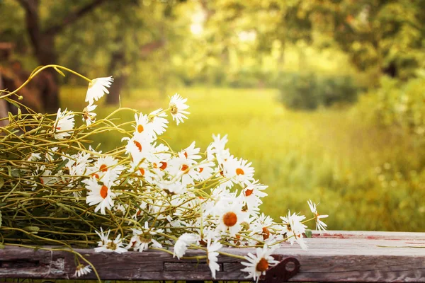 Nyklippt Chamomiles Blommor Träbord Trädgården — Stockfoto