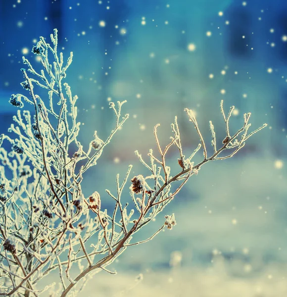 Donmuş Dalları Ile Kar Closeup Görünümü — Stok fotoğraf