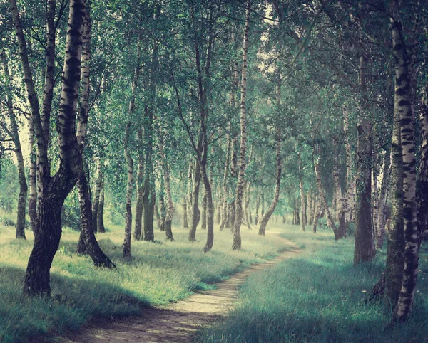 Malowniczy Widok Ścieżki Zielonym Lesie — Zdjęcie stockowe