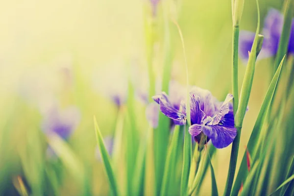 Bright Purple Irises Green Leaves Garden — Stock Photo, Image