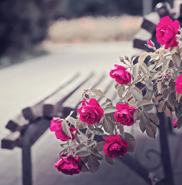Increíbles Rosas Rosadas Florecen Cerca Banco Madera —  Fotos de Stock