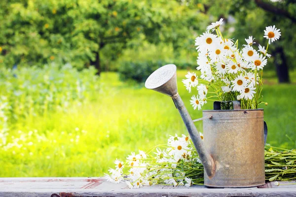 新鮮な庭の水まき缶で切り花鎮静 — ストック写真