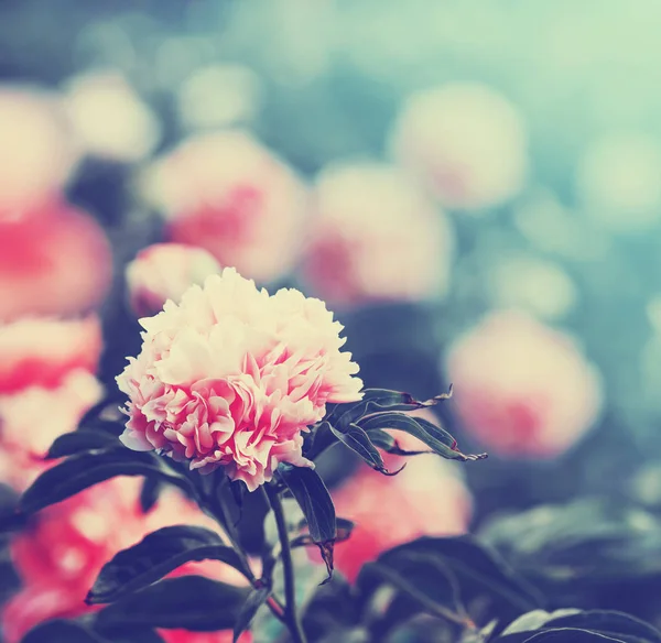 Hermosas Flores Rosadas Sobre Fondo Borroso —  Fotos de Stock