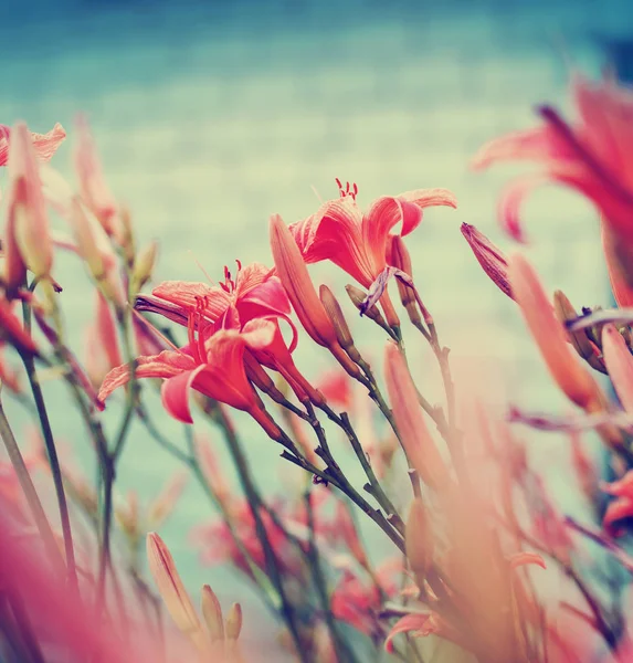 Vackra Blommande Blommor Suddig Bakgrund — Stockfoto