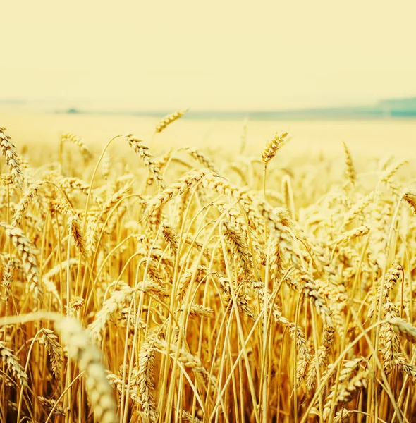 Campo Colheita Ouro Espigas Trigo — Fotografia de Stock