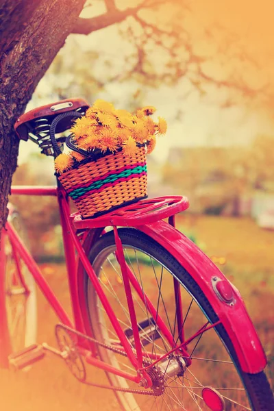特写镜头的篮子与蒲公英挂在复古自行车 — 图库照片