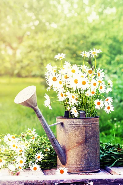 Fiori Camomilla Appena Tagliati Annaffiatoio Giardino — Foto Stock