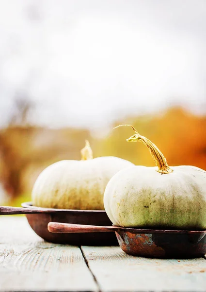 Zucche d'autunno su tavolo rustico in legno — Foto Stock