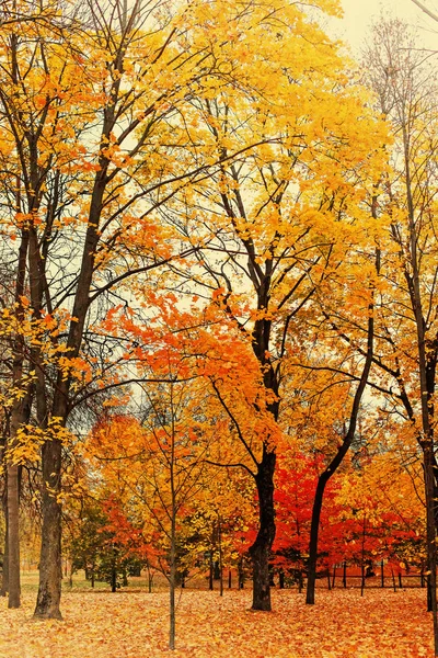 Festői Kilátás Nyílik Gyönyörű Őszi Golden Park — Stock Fotó