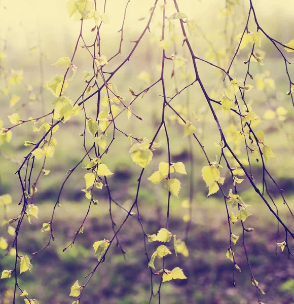 Closeup View Fresh Tree Branches Blurred Background — Stock Photo, Image