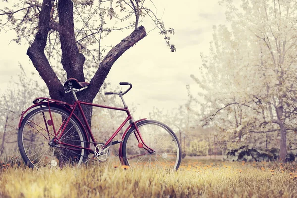 Vintage Red Bicycle Parking Tree Park — стоковое фото
