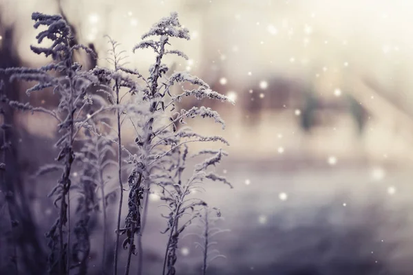 雪で冷凍植物のクローズ アップ ビュー — ストック写真