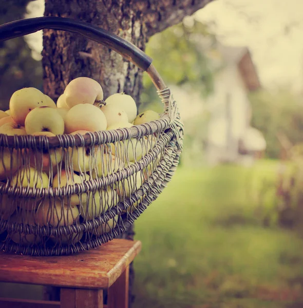 Basket Green Fresh Apples Wooden Chair Blurred Background Garden — Stock Photo, Image