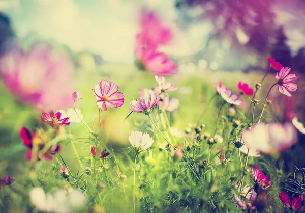 Симпатичные Маленькие Цветы Лесной Грядке — стоковое фото