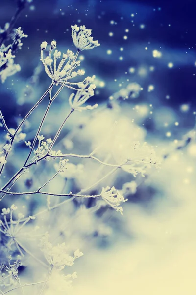 Vue Rapprochée Des Branches Gelées Avec Neige — Photo