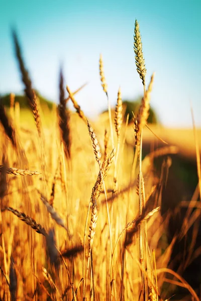 Týkající Golden Sklizeň Pšenice Uší — Stock fotografie