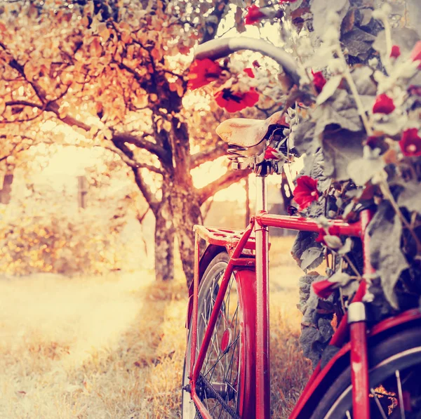 Schöne Natur Mit Fahrrad Auf Der Wiese — Stockfoto
