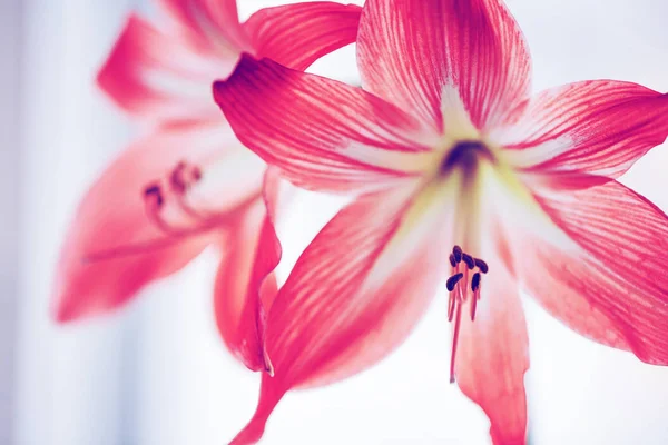 Beautiful Blooming Flowers Blurred Background — Stock Photo, Image