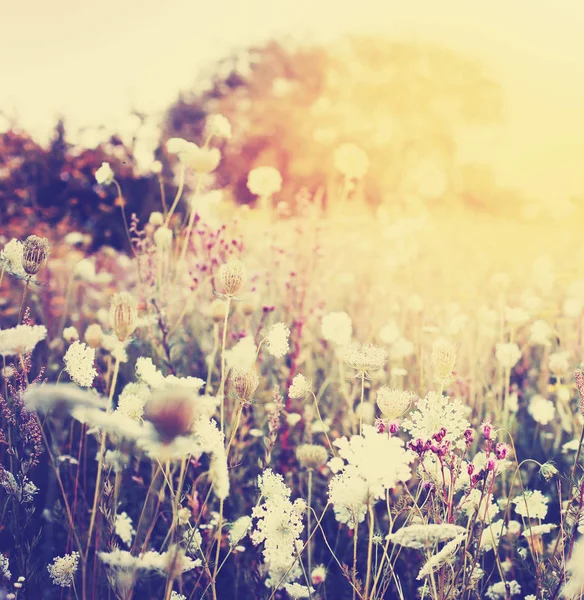 Jolies Petites Fleurs Sur Prairie Forestière — Photo