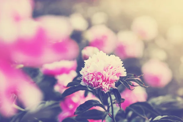 Seçici Odak Pembe Çiçek Üzerinde Kapat — Stok fotoğraf