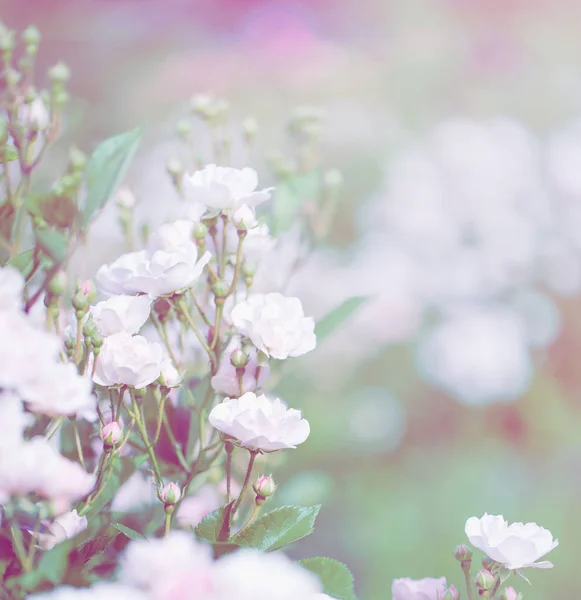 Hermosas Rosas Jardín Colores Vintage —  Fotos de Stock