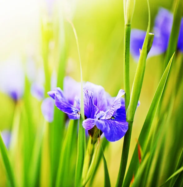 Bright Purple Irises Green Leaves Garden — Stock Photo, Image