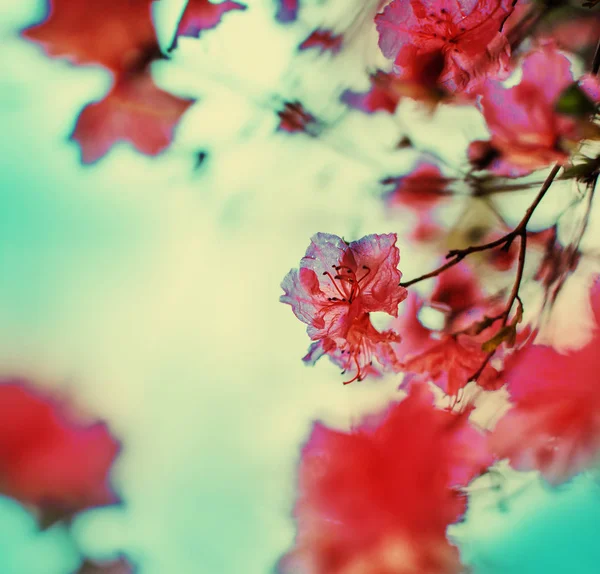 Közeli Kép Rózsaszín Virágzó Gyümölcs Ága — Stock Fotó