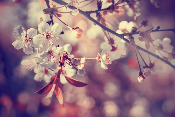 ぼかした背景に花と新鮮な木の枝のクローズ アップ ビュー — ストック写真