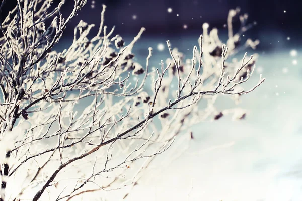 Closeup View Frozen Branches Snow — Stock Photo, Image