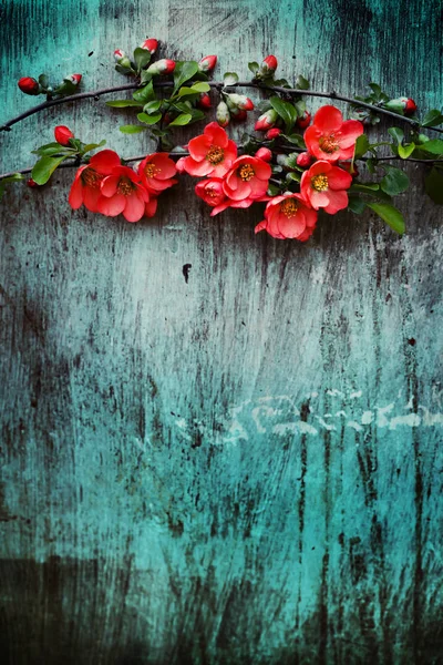 Красочная Ветвь Цветов Деревянном Фоне — стоковое фото