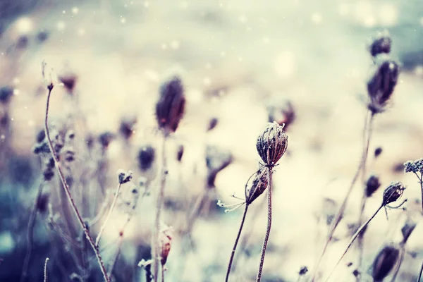 Widok Zbliżenie Zamrożone Suche Kwiaty Śniegu — Zdjęcie stockowe