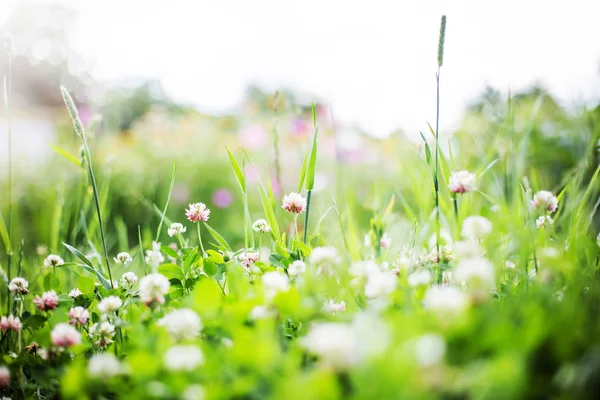 Closeup View Beautiful Wild Flowers Meadow — Stock Photo, Image