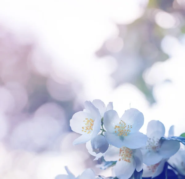 Nahaufnahme Von Weißen Obstbäumen Die Sonnenlicht Blühen — Stockfoto