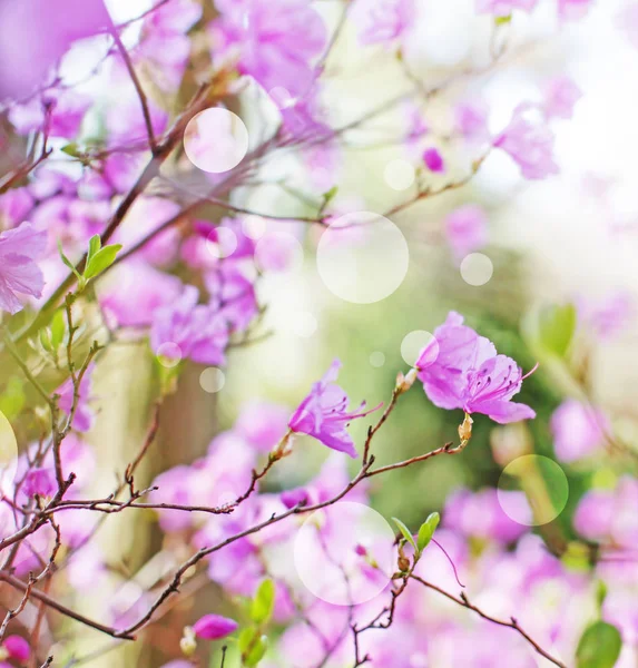 Beau Buisson Fleuri Dans Jardin Creusé Dans Des Couleurs Vintage — Photo