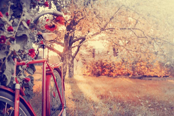 Vacker Natur Med Cykel Gräsbevuxen Äng — Stockfoto