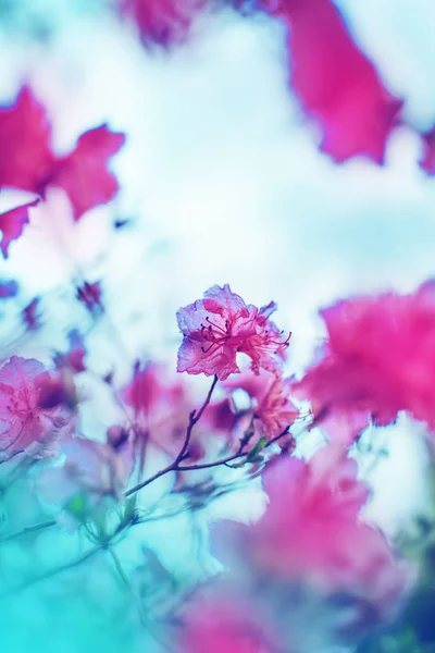 Vintage Renklerde Burred Bahçe Içinde Güzel Çiçek Açan Bush — Stok fotoğraf