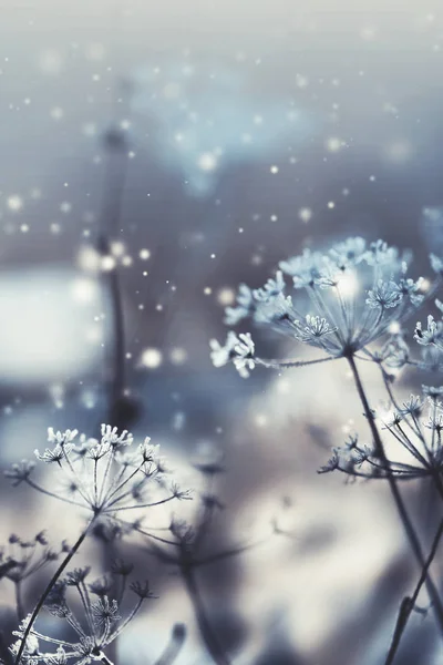 雪で冷凍植物のクローズ アップ ビュー — ストック写真