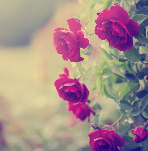 Красивые Розовые Цветы Размытом Фоне — стоковое фото