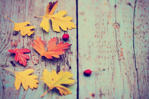 Blick Von Oben Auf Herbstblätter Mit Beeren Auf Holzgrund — Stockfoto