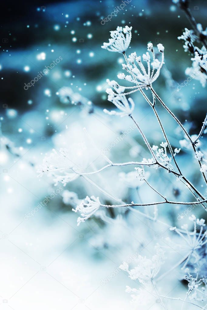 closeup view of frozen branches with snow