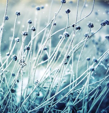 Donmuş Kar bitkilerle closeup görünümü