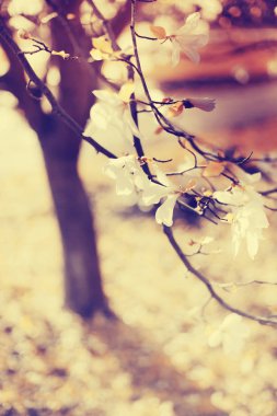 taze ağaç dalları arka plan bulanık karşı çiçekli closeup görünümü