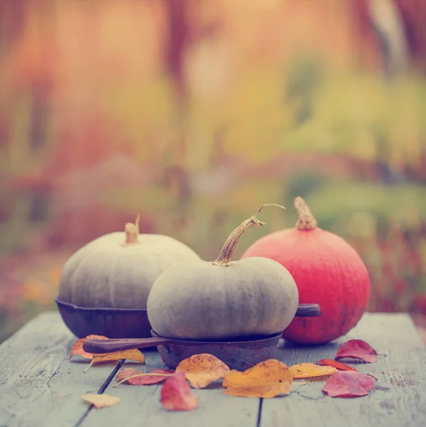 Calabazas de otoño sobre mesa rústica de madera — Foto de Stock