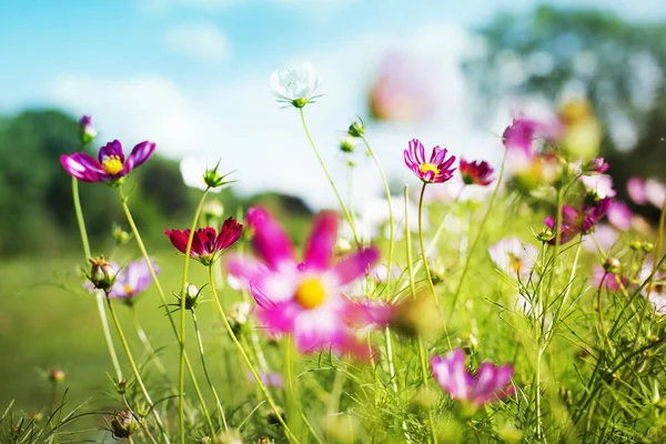 Colorful Pink Flowers Green Meadow Background — Stock Photo, Image