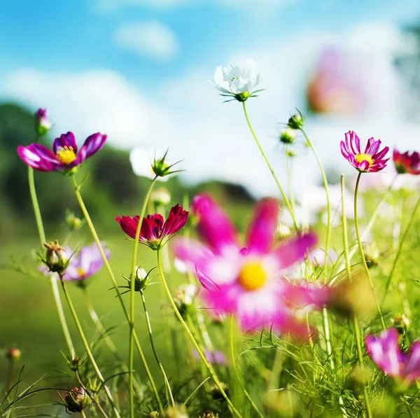 Closeup Field Flowers Meadow Daytime — Stock Photo, Image