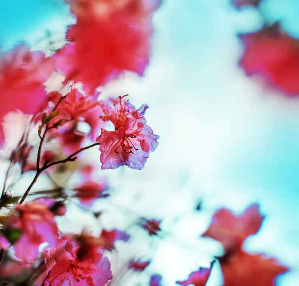 Bellissimo Cespuglio Fiorito Giardino Bruciato Colori Vintage — Foto Stock