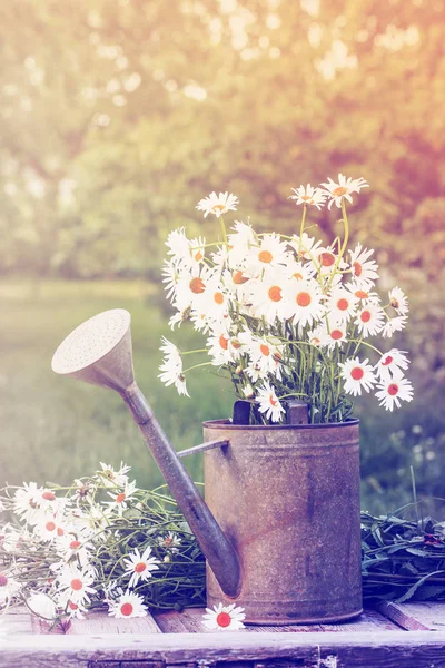 Κομμένα Άνθη Χαμομήλια Στο Ποτιστήρι Στον Κήπο — Φωτογραφία Αρχείου