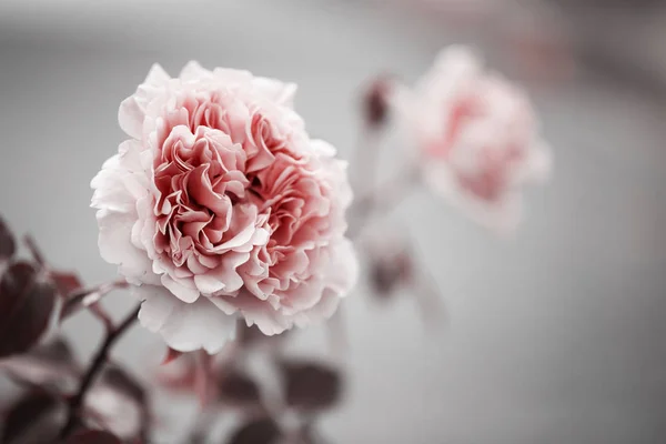 Widok Zbliżenie Różowy Róż Selektywny Fokus — Zdjęcie stockowe