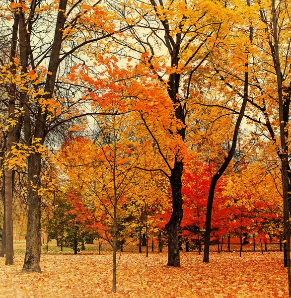 Follaje en el parque de otoño — Foto de Stock